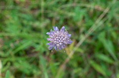 Microbotryum scabiosae