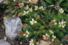 Rhodiola dumulosa