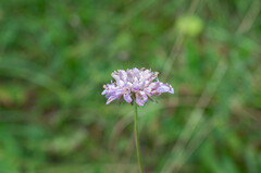 Microbotryum scabiosae