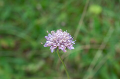 Microbotryum scabiosae