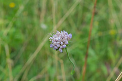 Microbotryum scabiosae