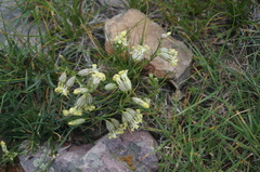 Rhodiola dumulosa