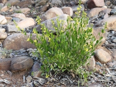Goodenia vernicosa