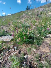 Oxytropis nitens