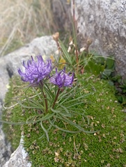 Phyteuma hedraianthifolium