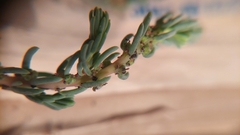 Suaeda foliosa
