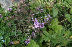 Thymus mongolicus