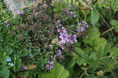 Thymus mongolicus