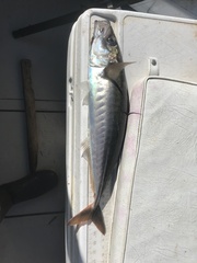 Trachurus symmetricus