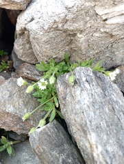 Cerastium pedunculatum