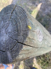 Cteniopus sulphureus