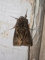 Autographa mandarina