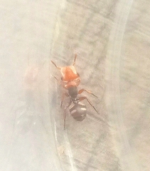 Cephalotes umbraculatus