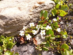 Arenaria biflora
