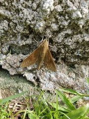 Theretra boisduvalii