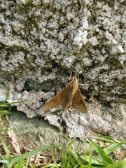 Theretra boisduvalii