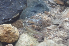 Rhinogobius duospilus