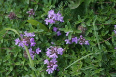 Thymus mongolicus