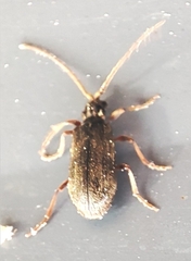 Coleoptera