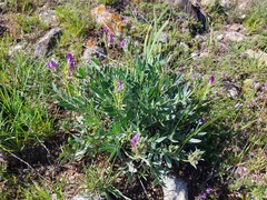 Oxytropis nitens