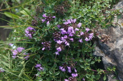 Thymus mongolicus