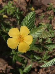 Turnera orientalis