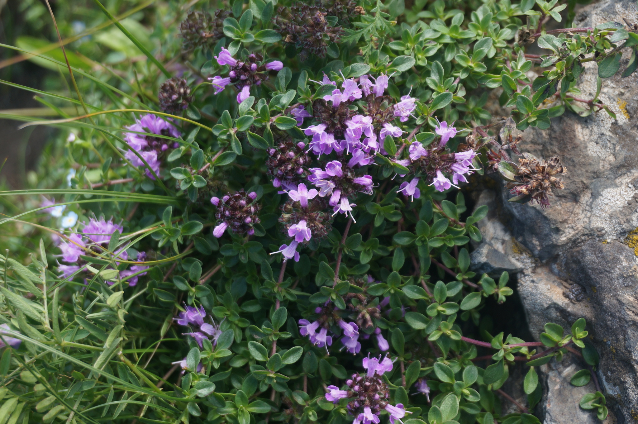 Thymus mongolicus (Ronniger) Ronniger