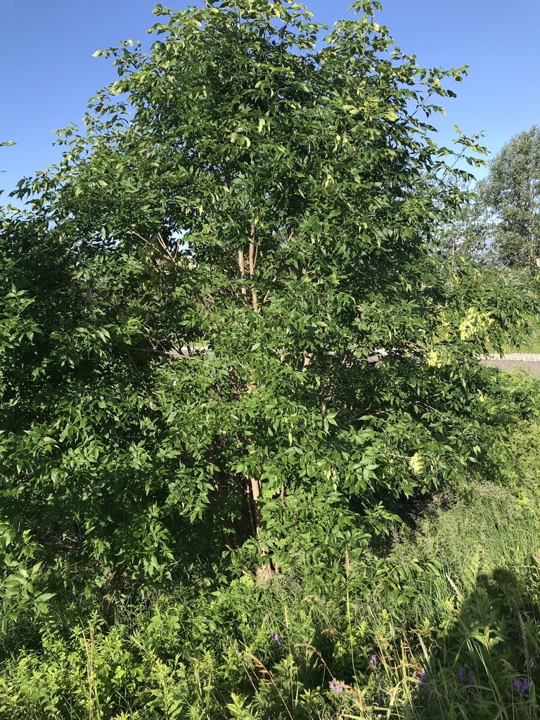 Fraxinus pennsylvanica, Sleeping Giant Pky, Thunder Bay, ON, CA
