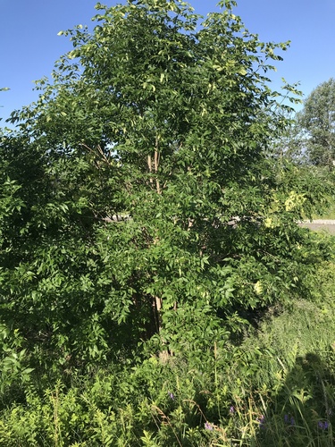 green ash (Fraxinus pennsylvanica)