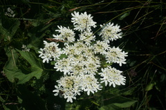 Heracleum moellendorffii