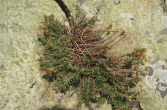 Rhodiola dumulosa