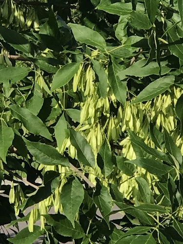 Fraxinus pennsylvanica