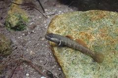 Rhinogobius duospilus