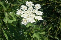 Heracleum moellendorffii