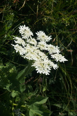 Heracleum moellendorffii