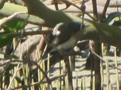 Myiagra rubecula yorki