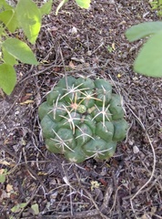 Thelocactus hexaedrophorus