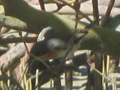Myiagra rubecula yorki