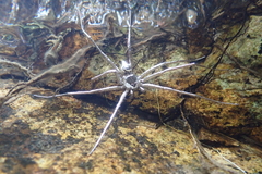 Dolomedes mizhoanus
