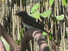 Myiagra rubecula yorki