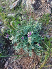 Oxytropis nitens
