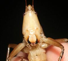 Bucrates malivolans