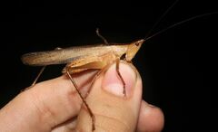 Bucrates malivolans