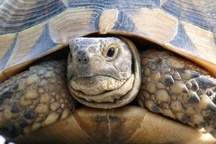 Testudo graeca