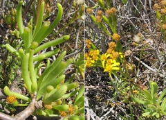 Senecio sarcoides