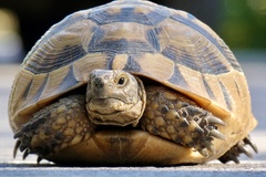 Testudo graeca