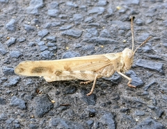 Dissosteira spurcata