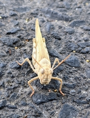 Dissosteira spurcata