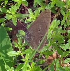 Aphantopus hyperantus