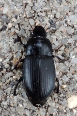 Carabidae